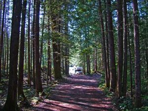 image of trees being used as a tunnel to frame motorhome at the end of the dirt road.