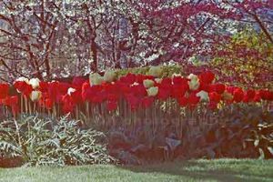 photo of over exposed tulips after using post processing tools like photoshop