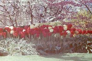 photo of over exposed tulips before using post processing tools like photoshop