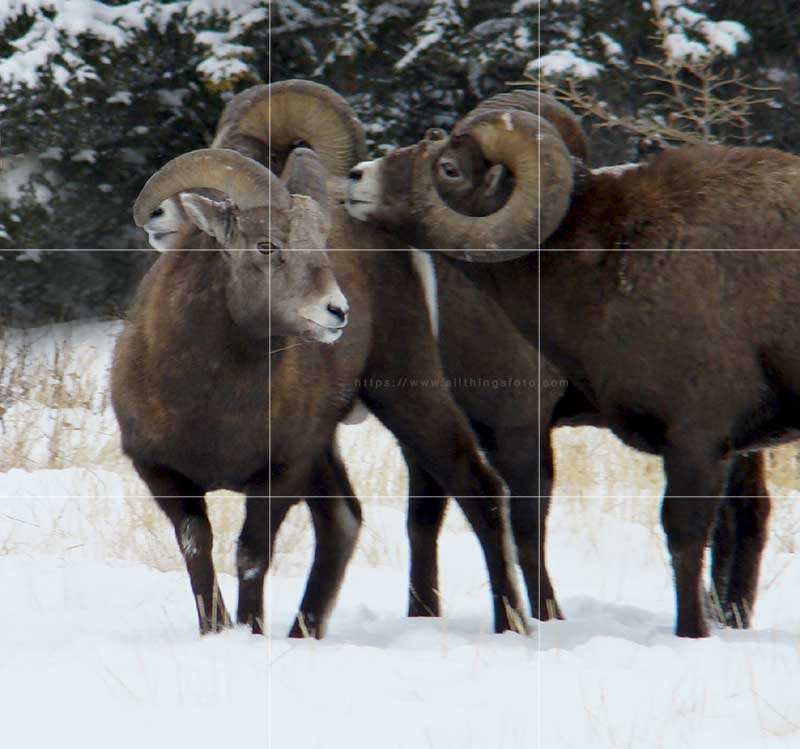 image of big horn sheep with the rule of thirds grid overlay