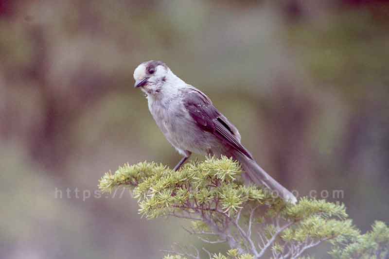photo of a gray jay also known as a whiskey jack