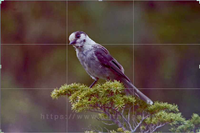 photo of a gray jay a.k.a whiskey jack with a rule or thirds grid overlay