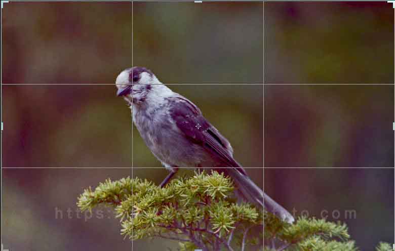 photo of a gray jay a.k.a whiskey jack with a rule or thirds grid overlay used to crop to birds eye