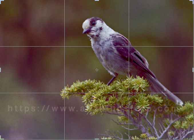photo of a gray jay a.k.a whiskey jack with a rule or thirds grid overlay used to crop the birds head into the top third of the frame